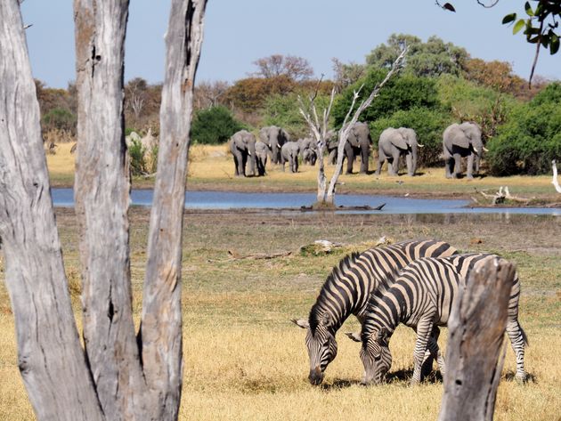 Op safari in Botswana