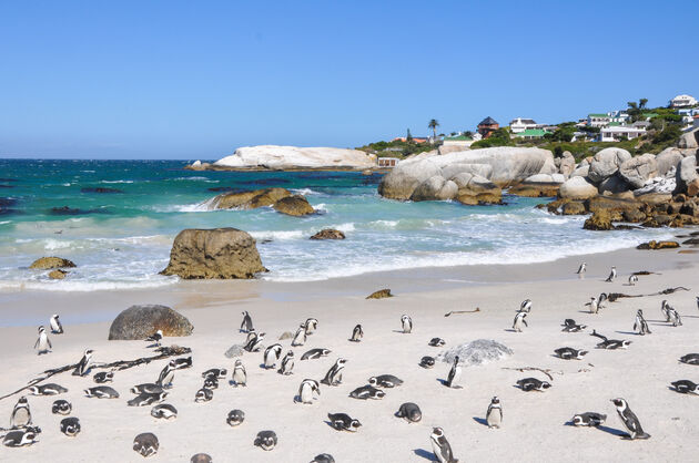 Pingu\u00efns op Boulders Beach
