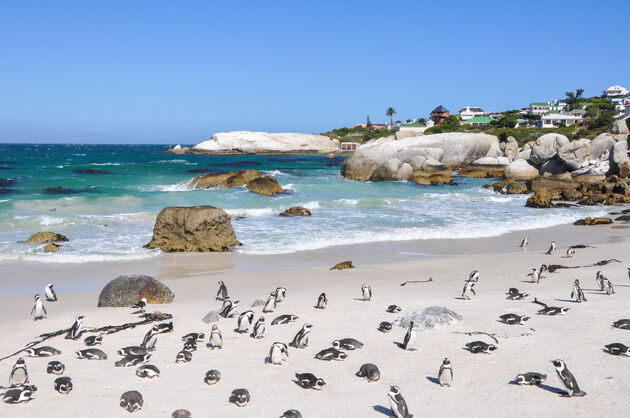 Pingu\u00efns op Boulders Beach