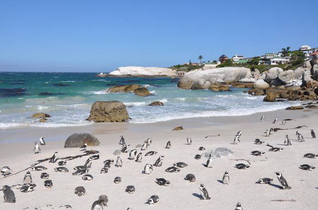 Honderden pingu\u00efns op Boulders Beach