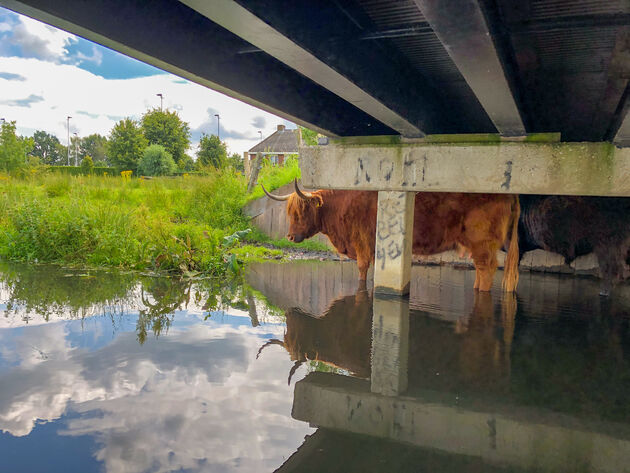 Deze Schotse Hooglanders genieten ook van het water