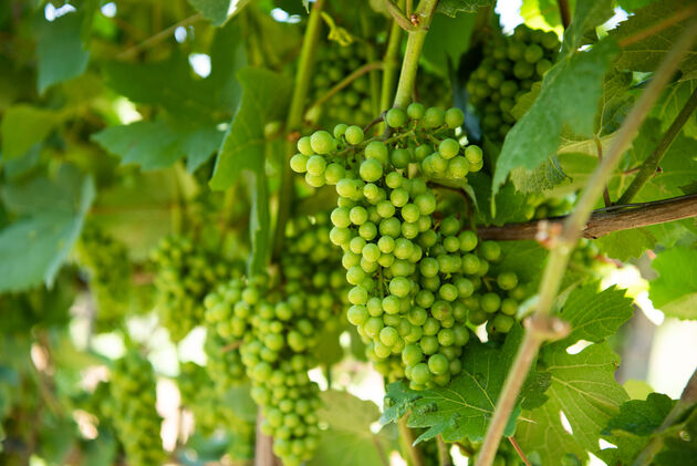 Hier groeien vooral Rebula druiven (ook wel Ribolla), om witte wijn mee te maken