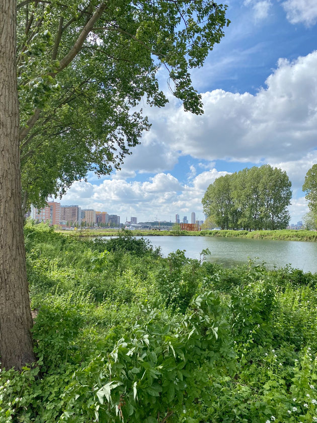 In driekwartier het eiland Brienenoord rond, wandelen tussen de Schotse hooglanders.