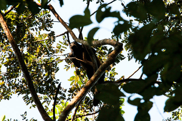 Een brulaap hoog in de bomen