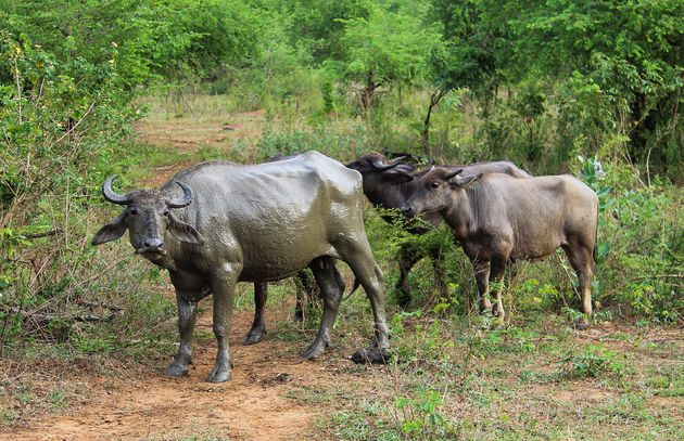 Buffels nemen een modderbad