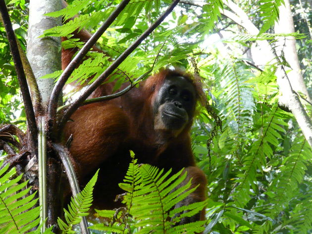 Bukit Lawang