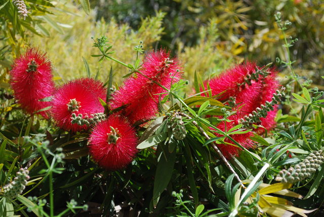 israel_bloemen