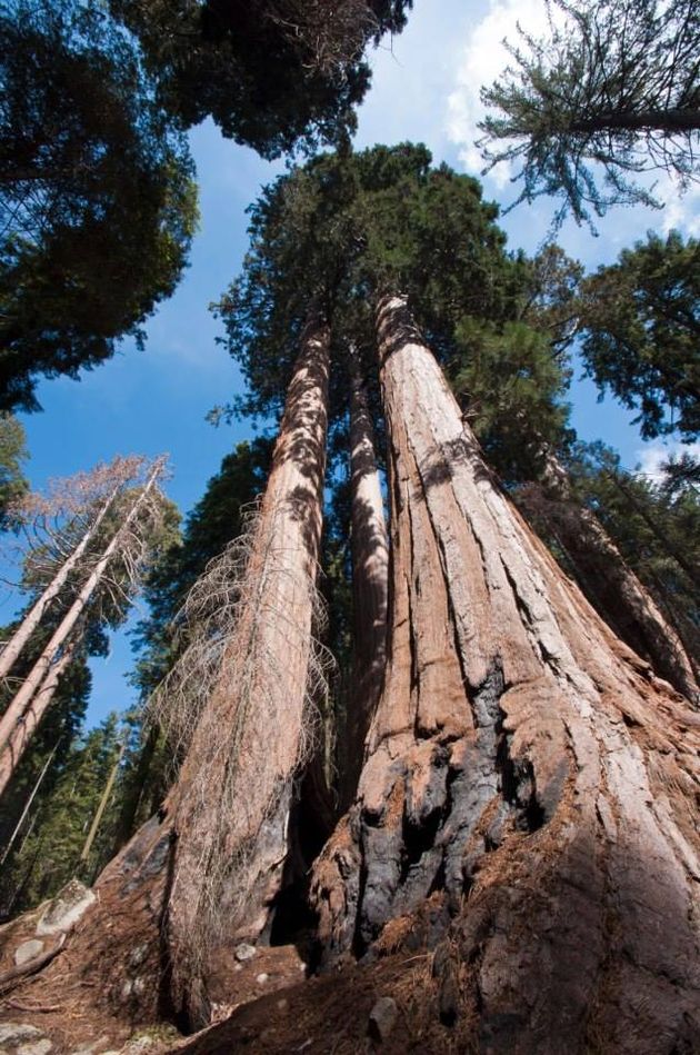 Wandelen tussen deze gigantische sequoia`s