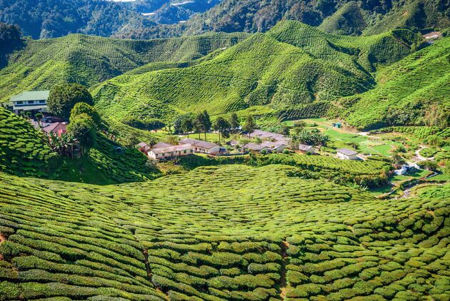 cameron-highlands.jpeg