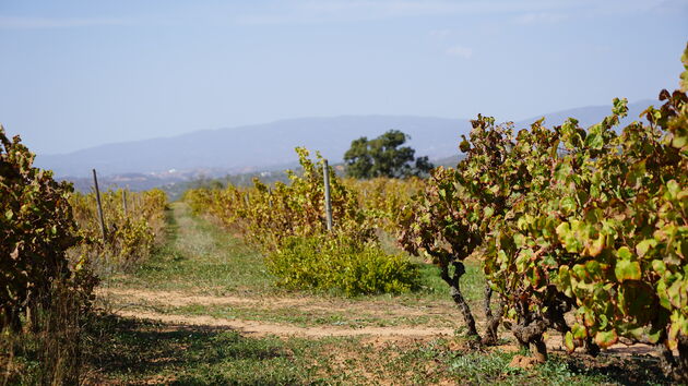 De wijngaarden van Morgado do Quint\u00e3o met in de achtergrond het Monchique gebergte