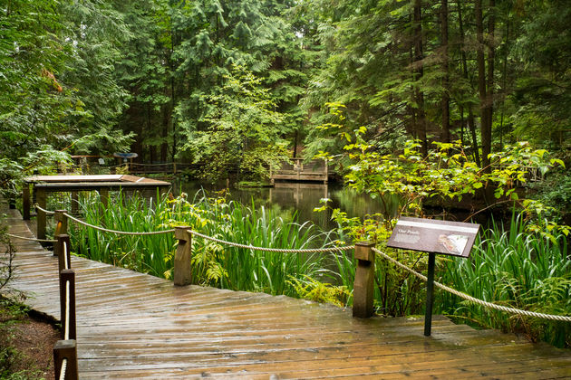 Mooie houten `boardwalks`