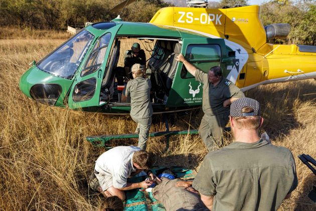 Een neushoornbaby van een gestroopte moeder wordt klaargemaakt voor zijn reis naar Care for Wild