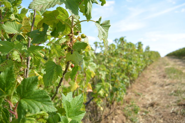 Cr\u00e8me de cassis wordt gemaakt van zwarte bessen