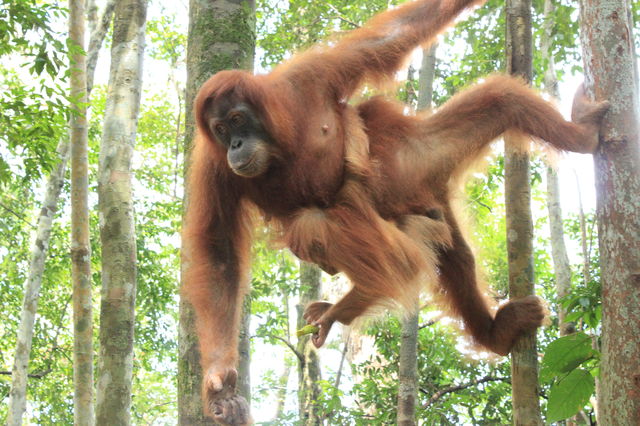 Bukit Lawang!3