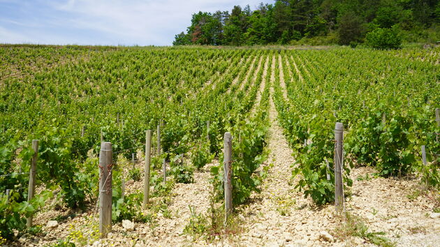De beroemde Climats de Bourgogne, hier groeien de Chardonnay druiven voor de Grand-Cru`s