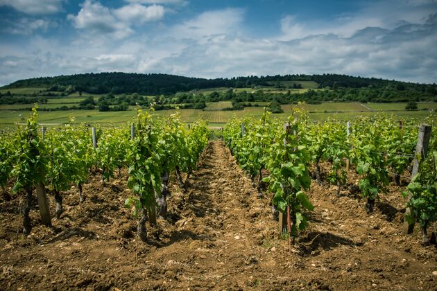 Wijnranken in de Champagne-streek in Frankrijk