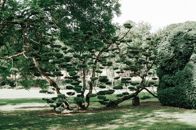 Buxus gesnoeid in de vorm van bonsai bomen