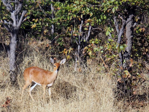 chobe-national-park-2.jpeg