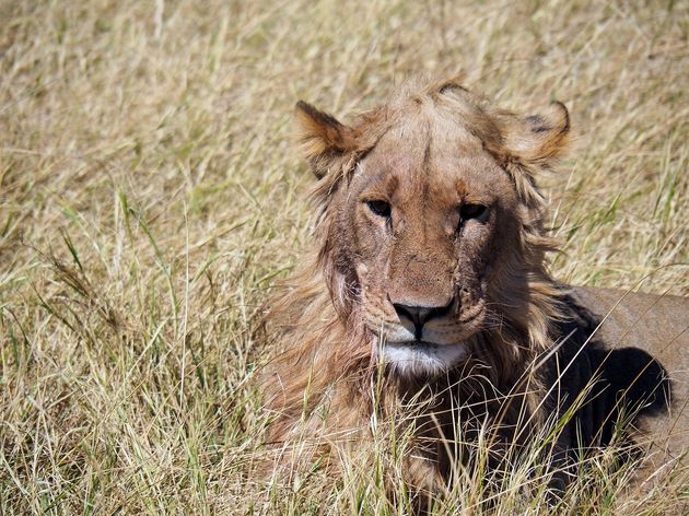 Wij starten onze safari in Chobe National Park met de koning van de savanne: de leeuw!