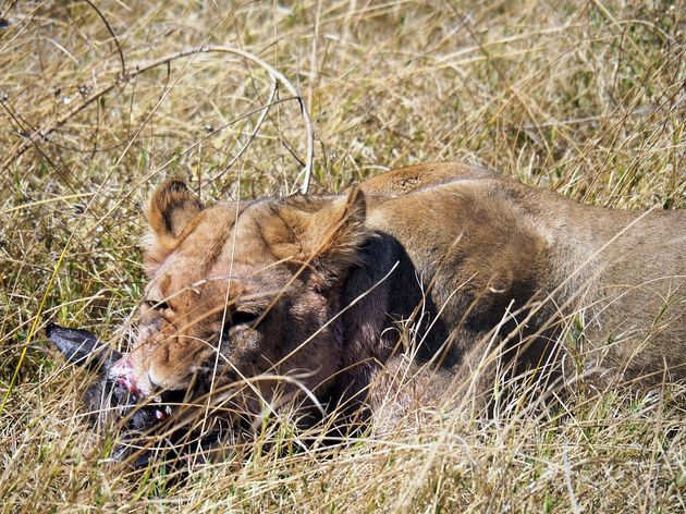 chobe-national-park-4.jpeg