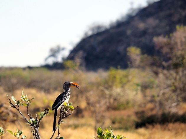 Herinner jij je Zazu van de Lion King nog? Dat is deze vogel: de zuidelijke geelsnaveltok!