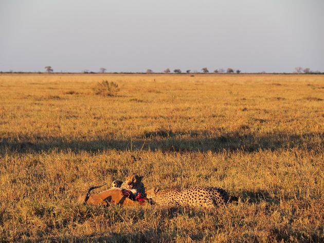 chobe-national-park-6.jpeg