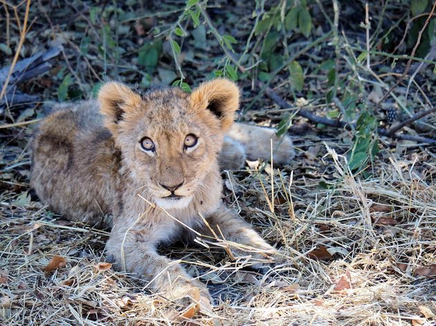 chobe.jpeg