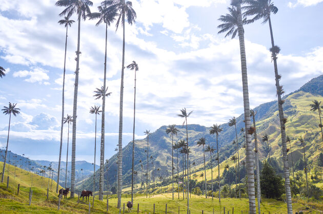 Wandelen door Valle de Cocora, het palmbomenparadijs net iets buiten Salento