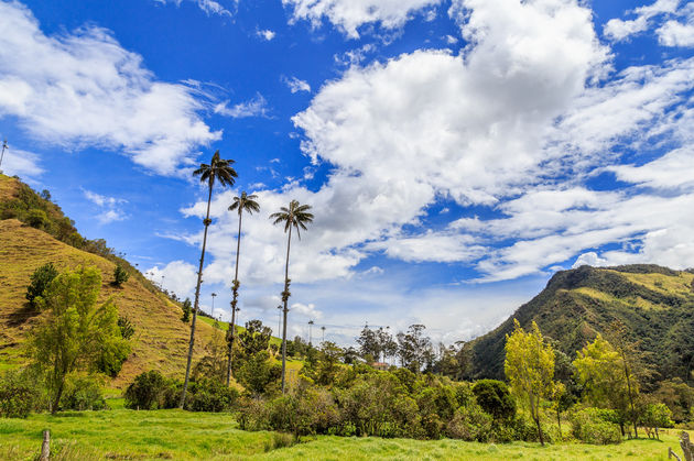 De Cocora-vallei in Colombia\u00a9 lbsphotography - Fotolia