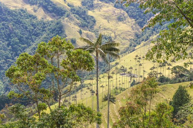 Een en al natuur om je heen, Valle de Cocora is echt prachtig