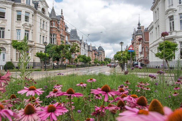 De Cogels-Osylei is veruit de mooiste straat van Antwerpen