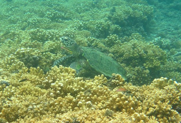 Schildpad tussen het koraal