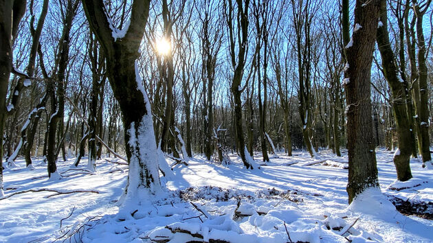 Dansende bomen in de winter