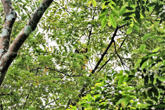 Je moet goed kijken, maar hij zit er toch echt. We hebben een orang-oetan gespot in Danum Valley!