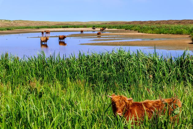 Schotse Hooglanders aan de voet van de Loomansduin.