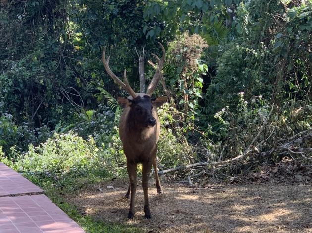 deer-khao-yai.png