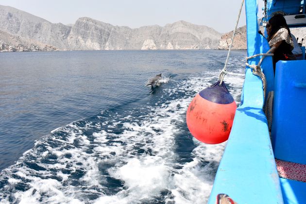 Dolfijnen spotten in Musandam