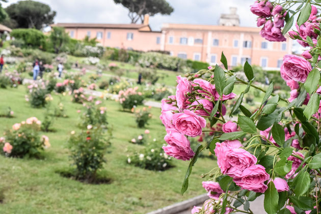 In de wijk Trastevere vind je sinds kort deze prachtige rozentuin