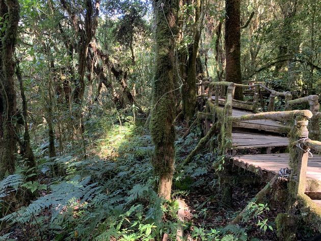 <em>De jungle in Doi Inthanon National Park<\/em>