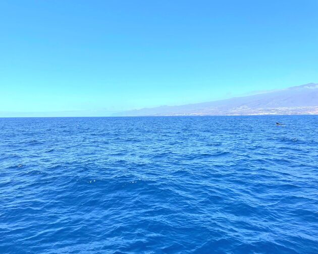 dolfijnen-walvissen-tenerife.jpeg