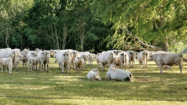 Domaine du Grand Bois ademt natuur net als de buren