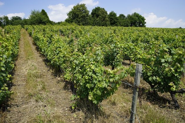 Wijngaard Domaine Raderie Croisard