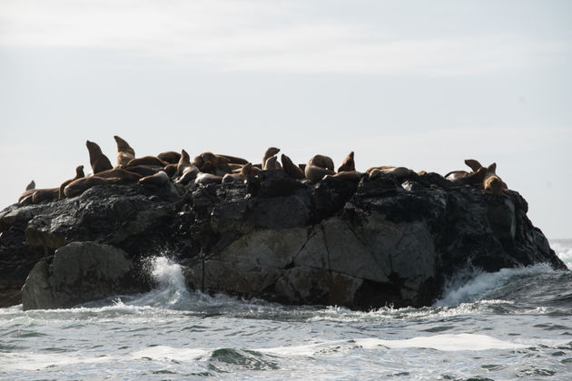 Chillende zeeleeuwen kom je tijdens een boattripje bij Vancouver Island ook tegen!