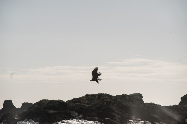 Op Vancouver Island kom je volop zeearenden tegen.