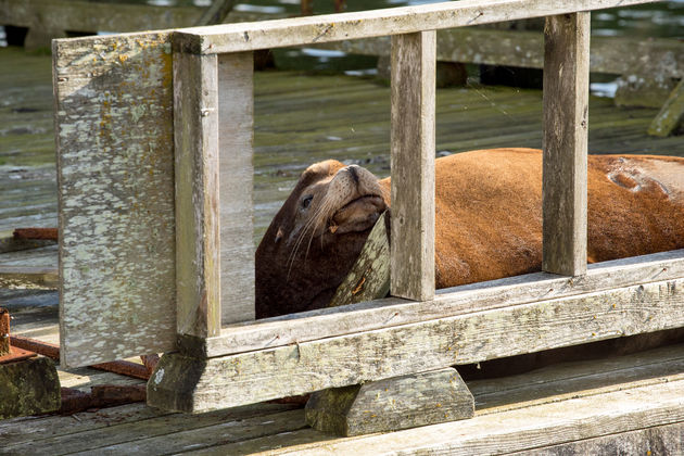 De zeeleeuwen liggen bij Vancouver Island gewoon in de haven.