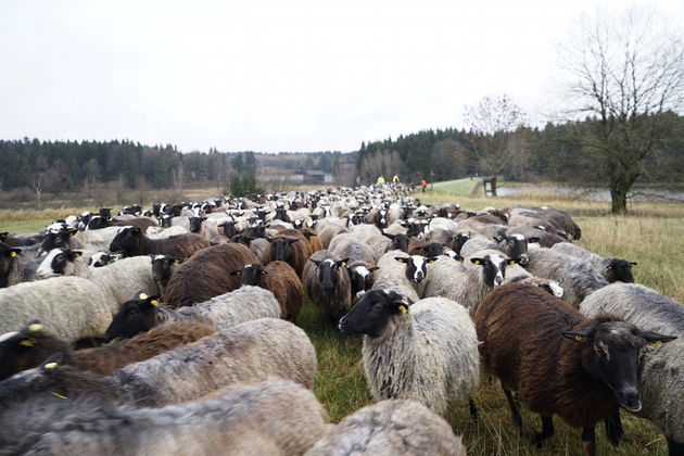 Honderden schapen houden het gras kort in het Oberharzer Wasserwirtschaft gebied