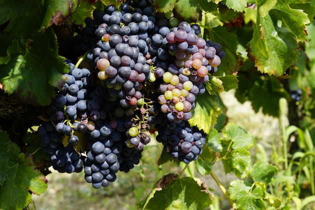 De basis van alle wijn, druiven