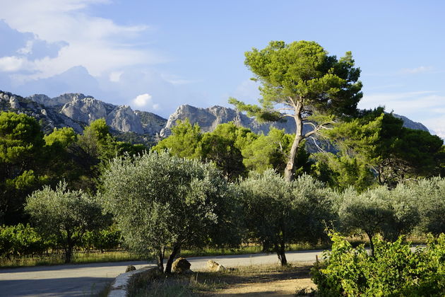 Prachtige wijngaarden in Le Pays Vaison Ventoux