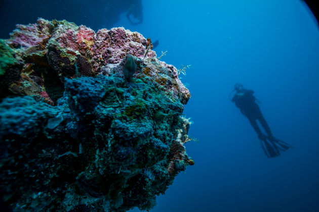 160 verschillende soorten vissen in het water van de Abrolhos Archipel