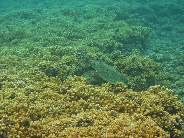 <em>Schilpadden zien zwemmen in hun natuurlijke omgeving verveelt nooit.<\/em>
